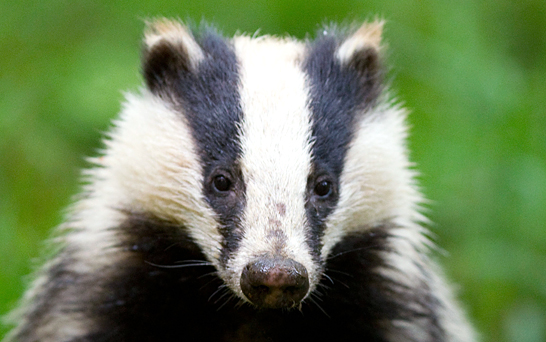 Badger photo 