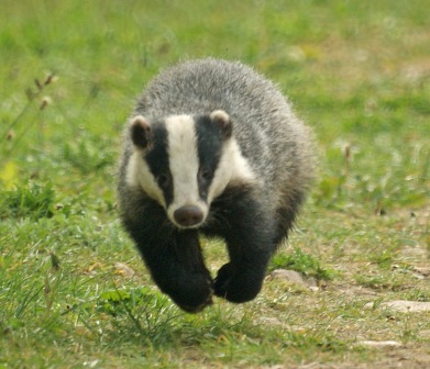 Badger wallpaper