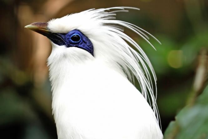 Pretty Bali myna