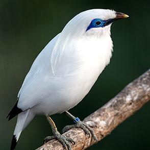 Pretty Bali myna