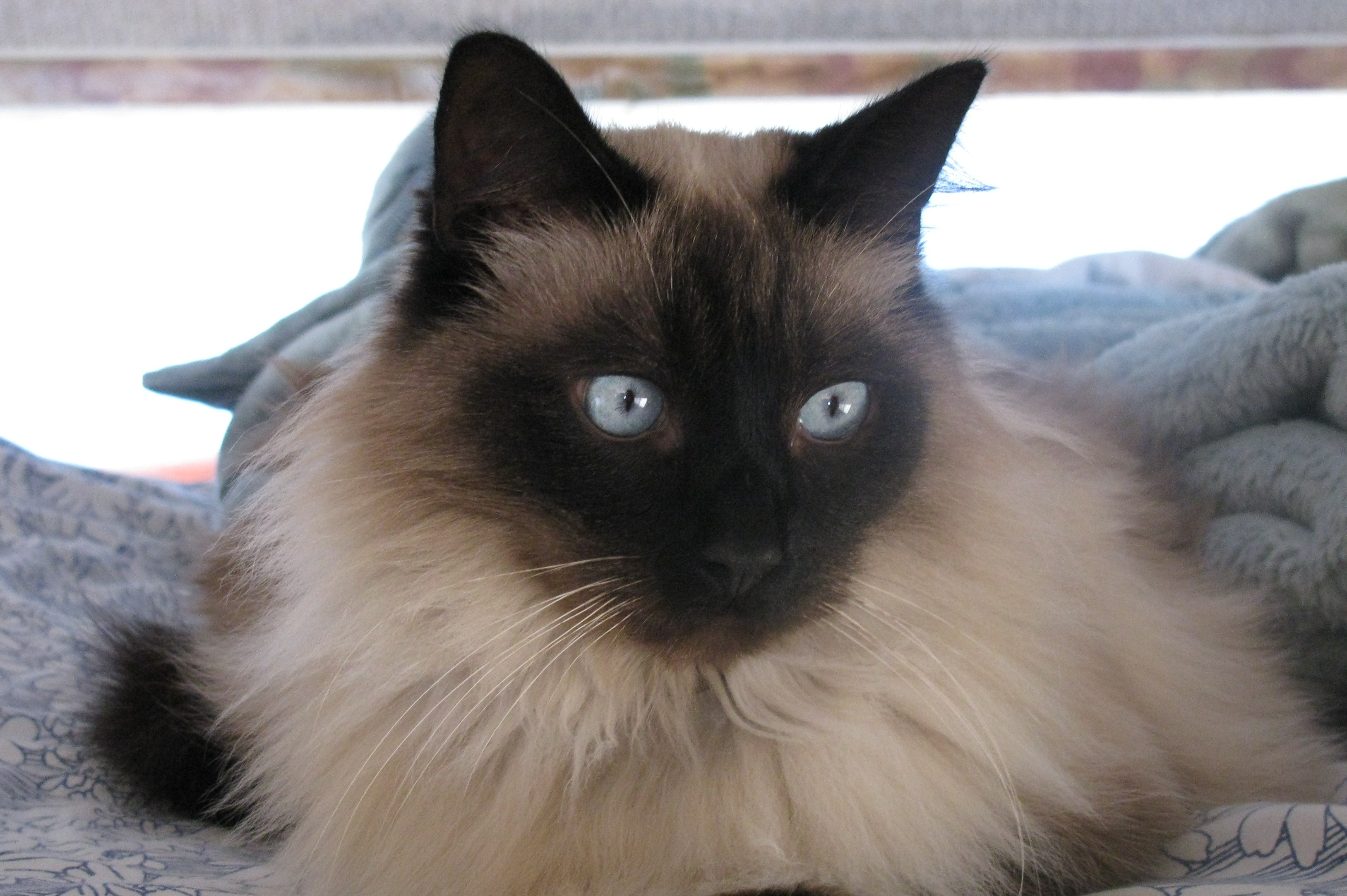 Balinese Cat - Cat Breed