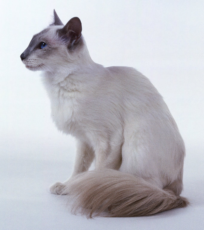 Nice Balinese Cat - Cat Breed