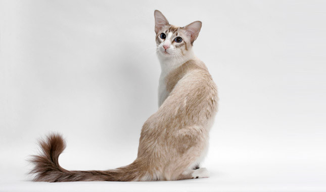 Pretty Balinese Cat - Cat Breed