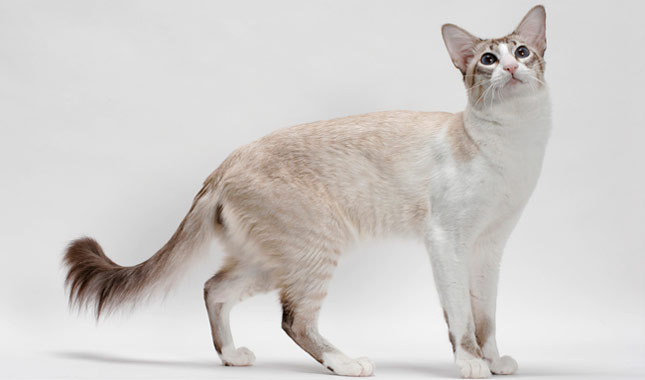 Cute Balinese Cat - Cat Breed