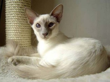 Photo Balinese Cat - Cat Breed