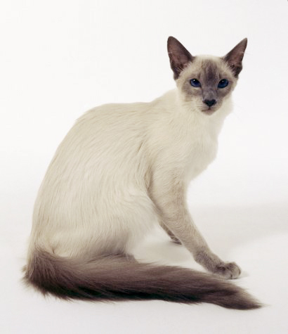 Balinese Cat - Cat Breed photo 