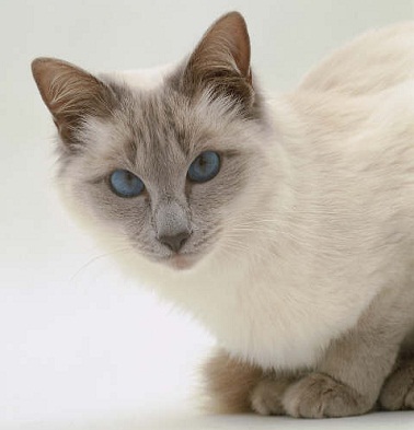 Balinese Cat - Cat Breed wallpaper
