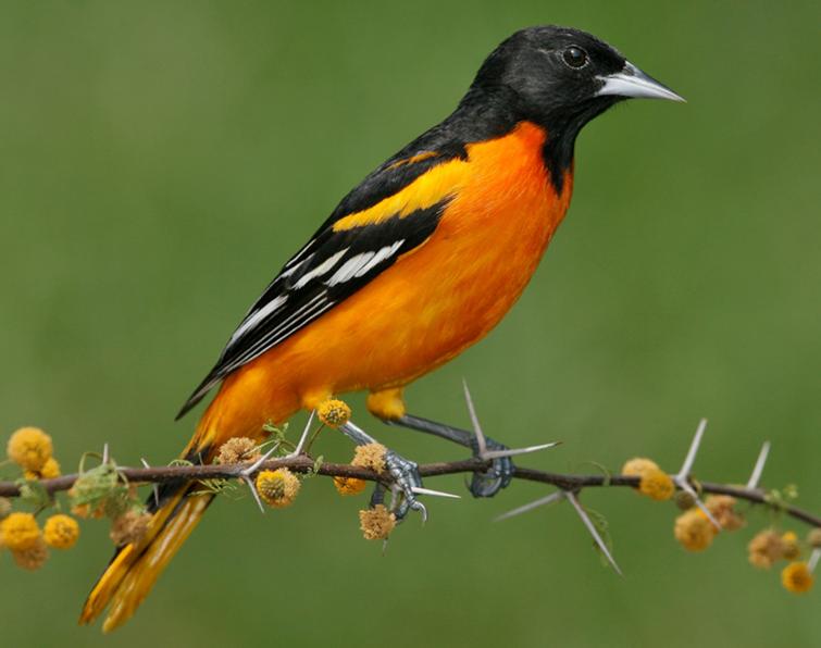 Baltimore oriole