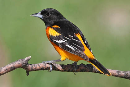 Pretty Baltimore oriole