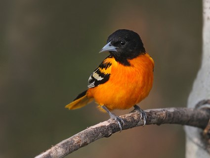 Pretty Baltimore oriole