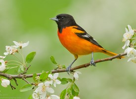 Pretty Baltimore oriole