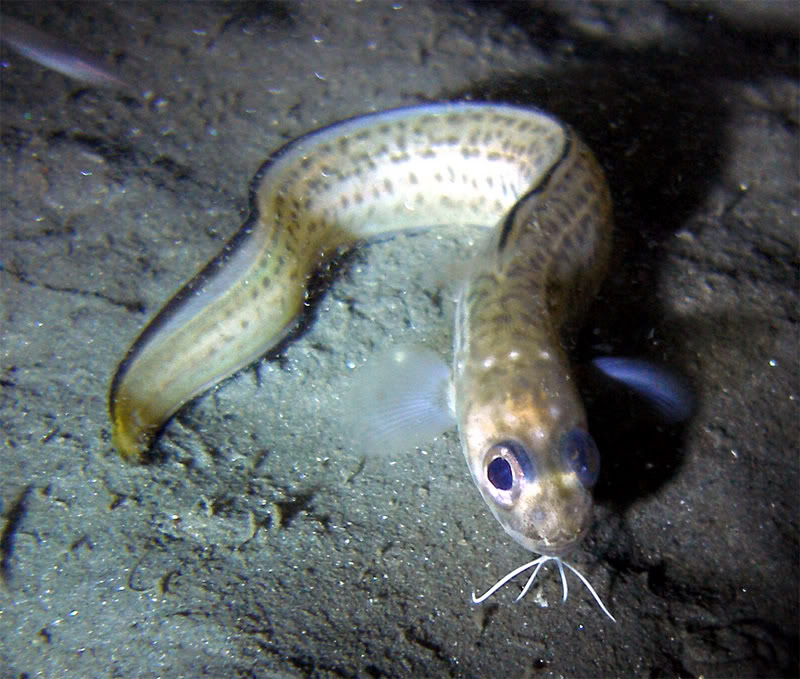Pretty Band cusk-eel