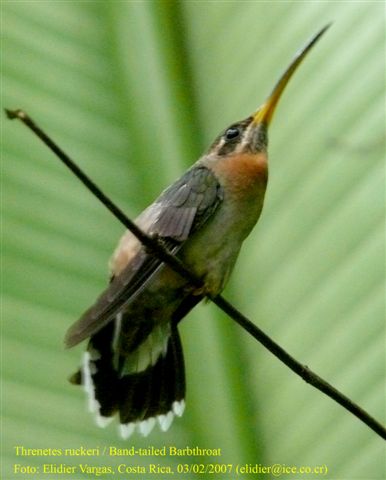 Band-tailed barbthroat