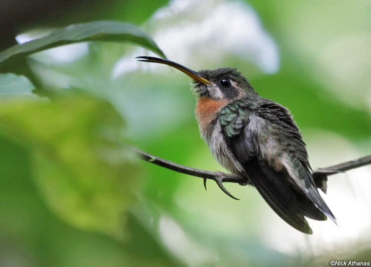 Pretty Band-tailed barbthroat