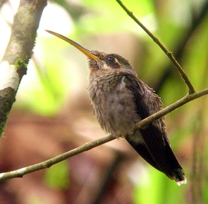 Pretty Band-tailed barbthroat
