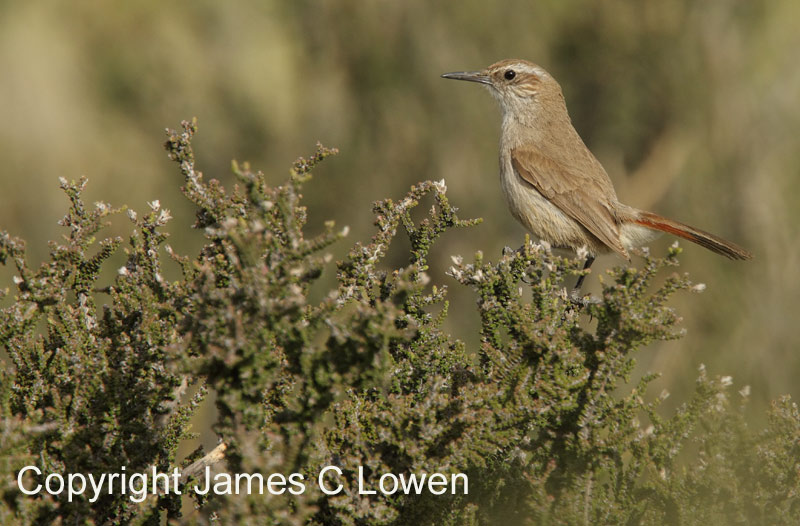 Band-tailed earthcreeper