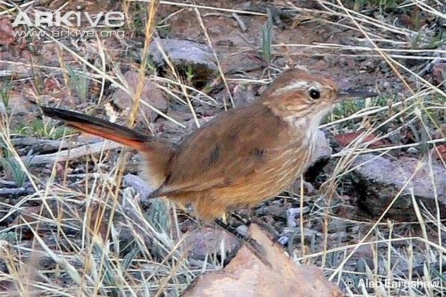Pretty Band-tailed earthcreeper