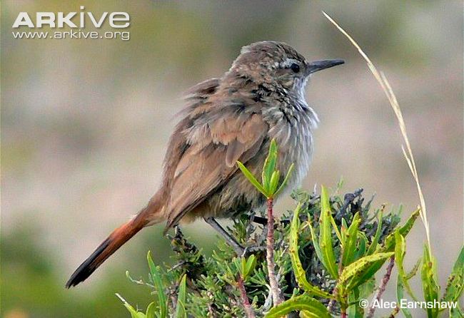 Pretty Band-tailed earthcreeper