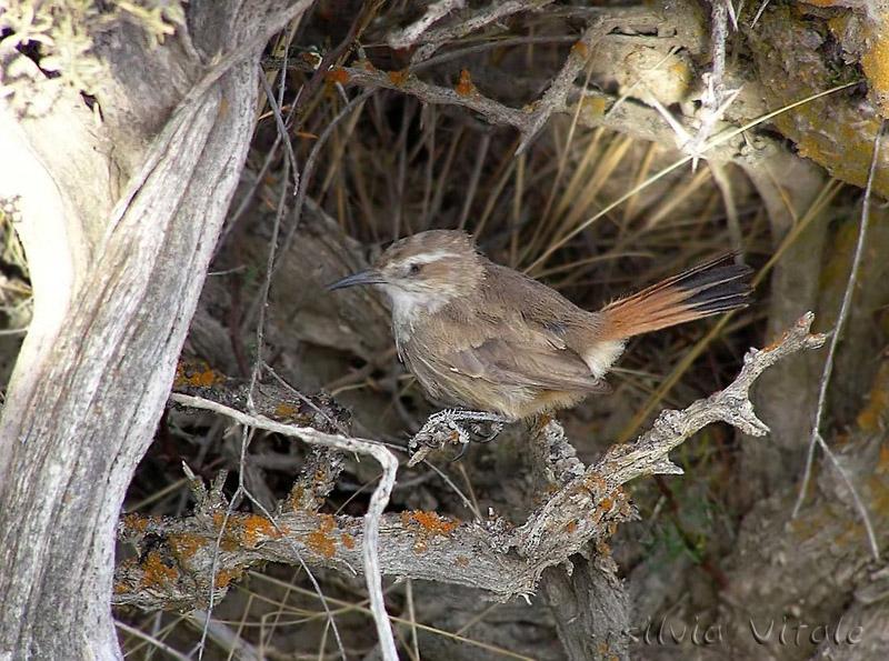 Pretty Band-tailed earthcreeper