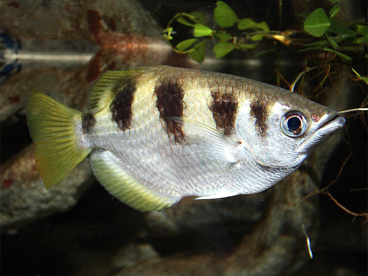 Banded archerfish