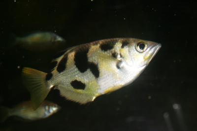 Pretty Banded archerfish