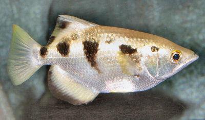 Pretty Banded archerfish