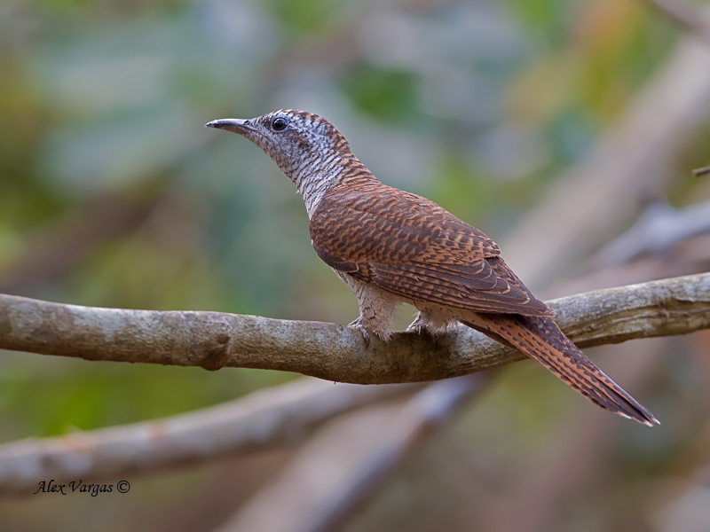 Banded bay cuckoo