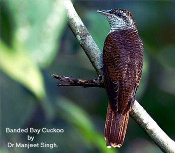 Pretty Banded bay cuckoo