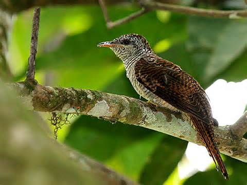 Pretty Banded bay cuckoo