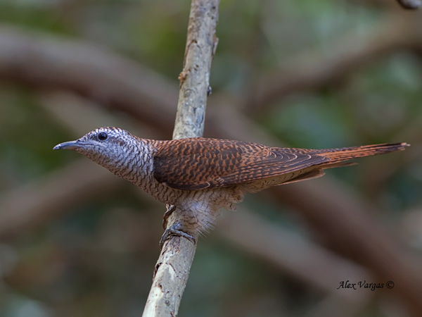 Pretty Banded bay cuckoo