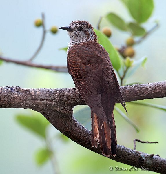 Pretty Banded bay cuckoo