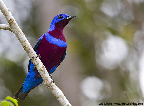 Banded cotinga