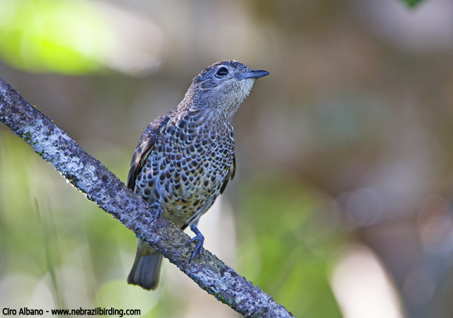 Pretty Banded cotinga