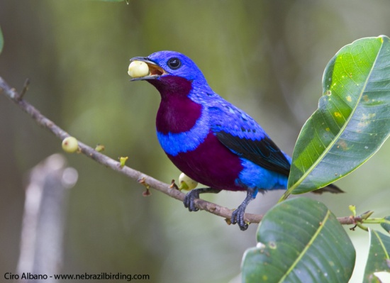 Pretty Banded cotinga