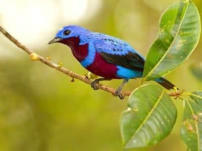 Pretty Banded cotinga