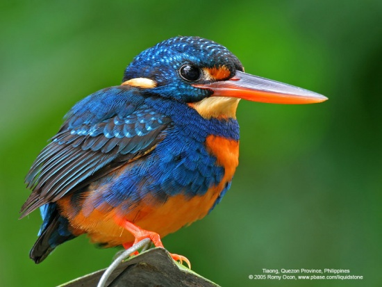 Banded kingfisher