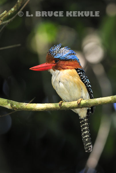 Pretty Banded kingfisher