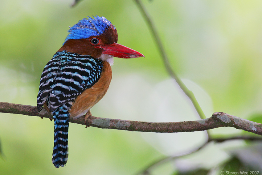 Pretty Banded kingfisher
