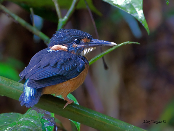 Pretty Banded kingfisher