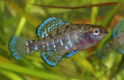 Banded pygmy sunfish