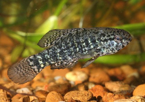 Pretty Banded pygmy sunfish