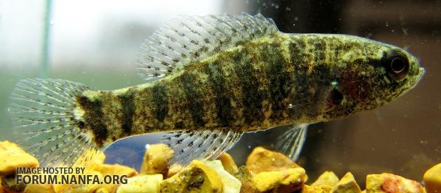 Pretty Banded pygmy sunfish