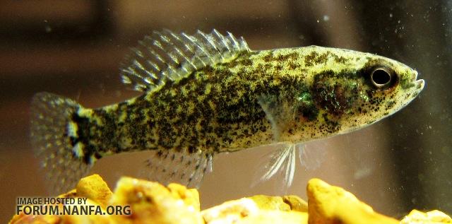 Pretty Banded pygmy sunfish