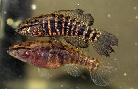 Pretty Banded pygmy sunfish