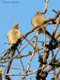 Pretty Bar-breasted mousebird