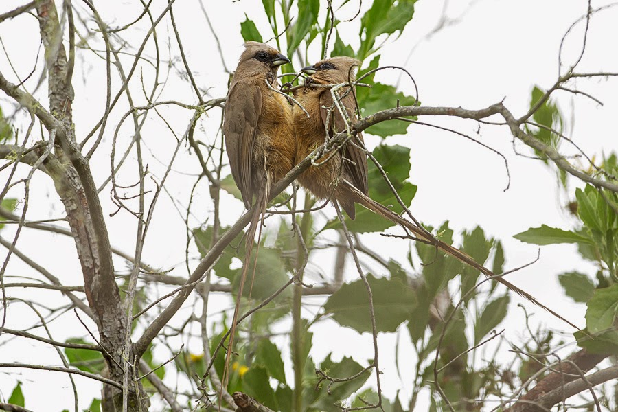 Pretty Bar-breasted mousebird