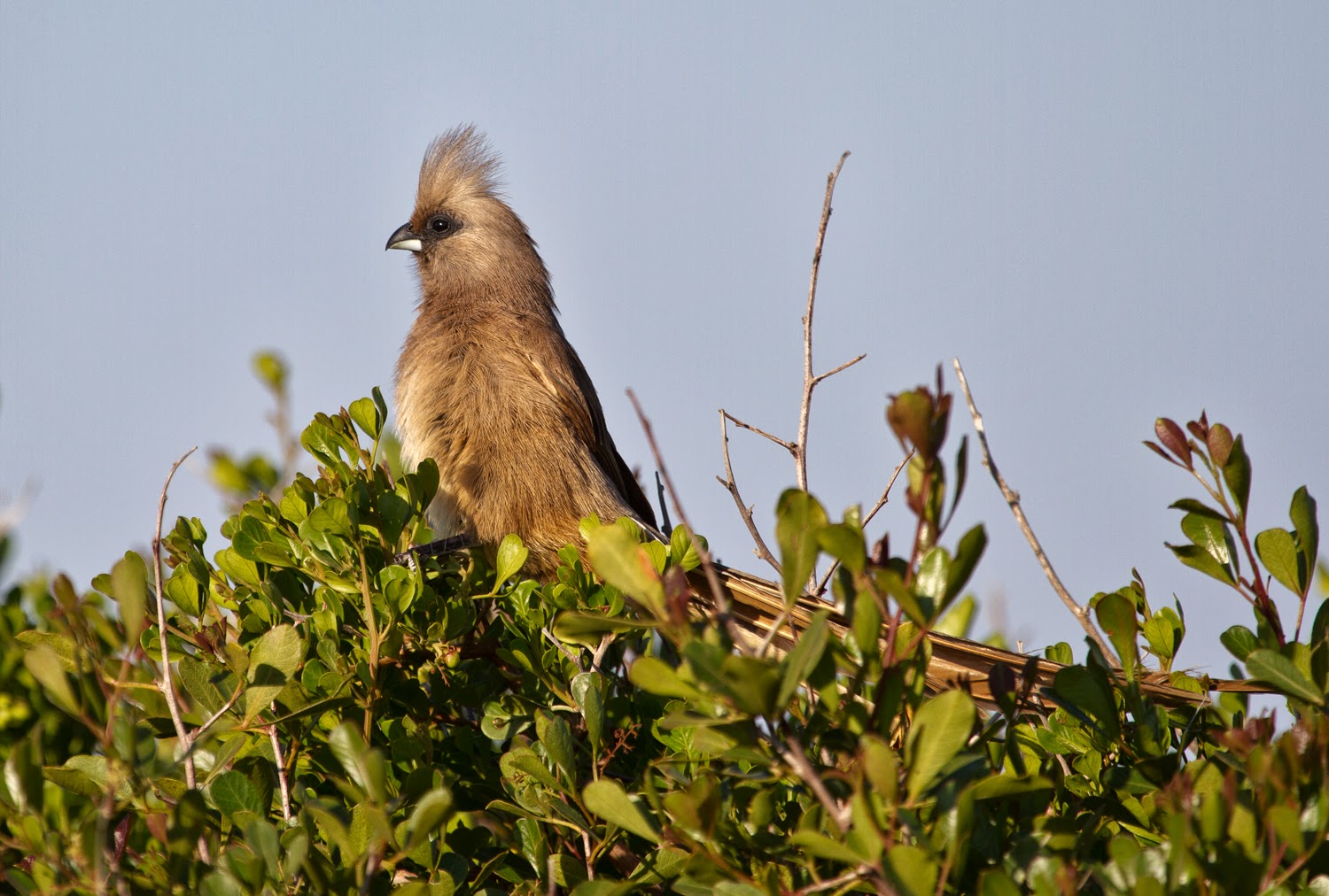 Pretty Bar-breasted mousebird