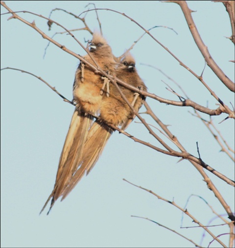 Pretty Bar-breasted mousebird