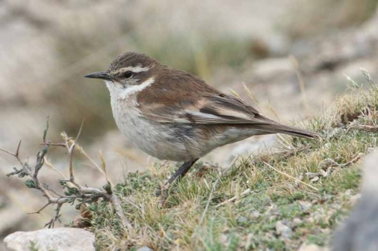 Bar-winged cinclodes