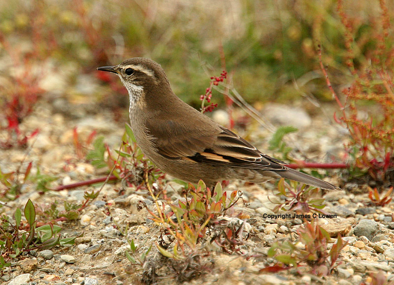 Pretty Bar-winged cinclodes